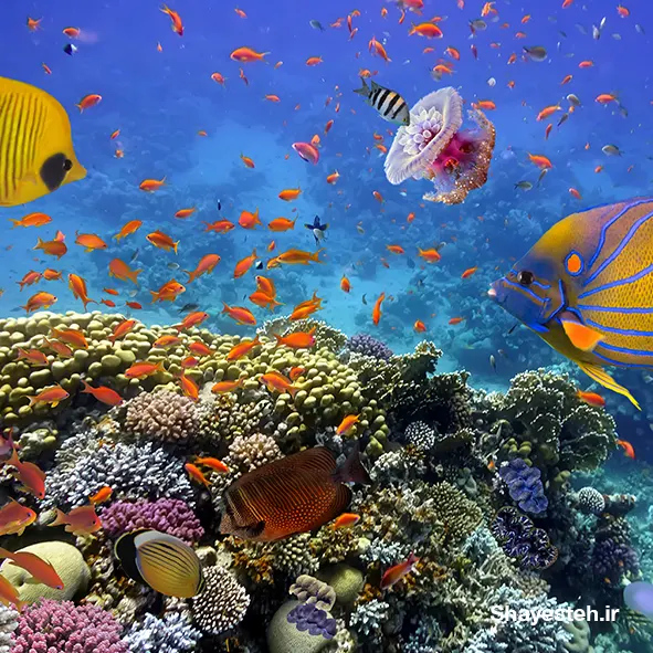 Marine Ecosystems