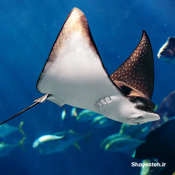 Mass appeal of the manta rays