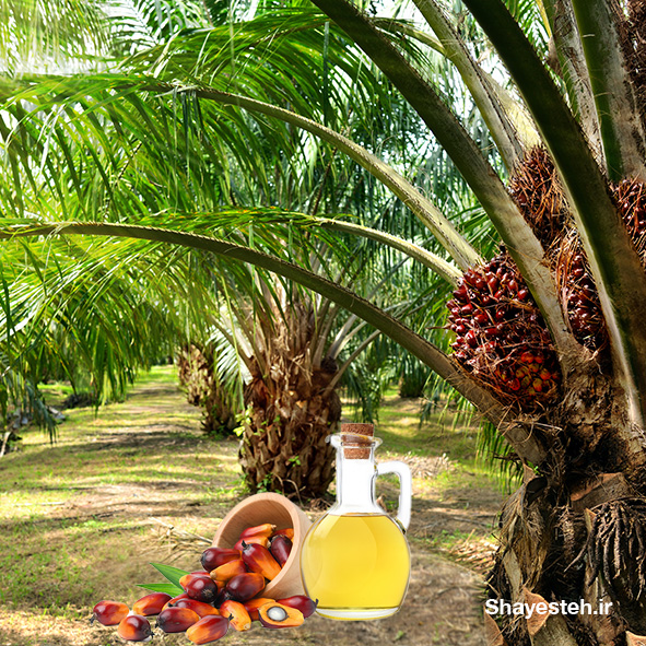 Palm oil