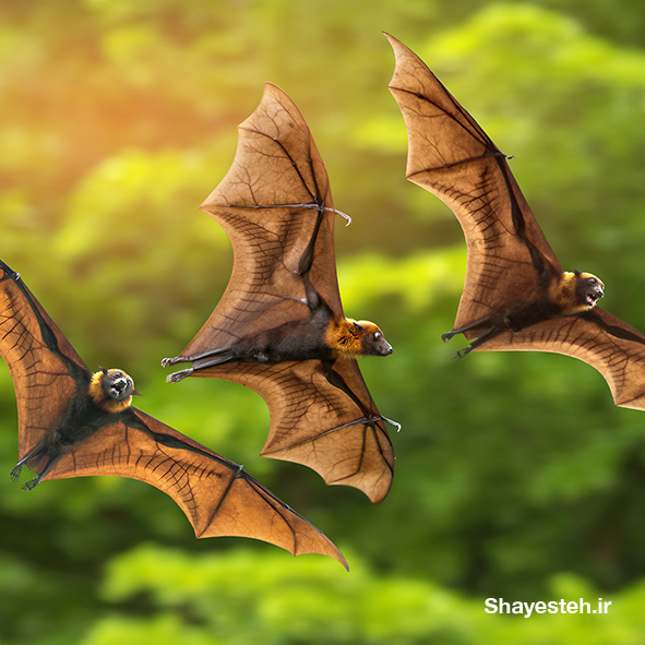 Bats to the rescue