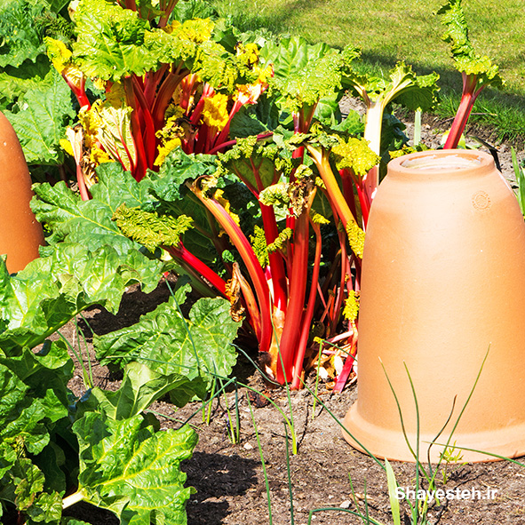 Forced rhubarb