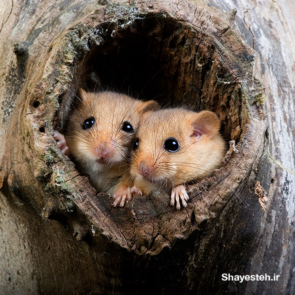 Why it is important to save species like the dormouse