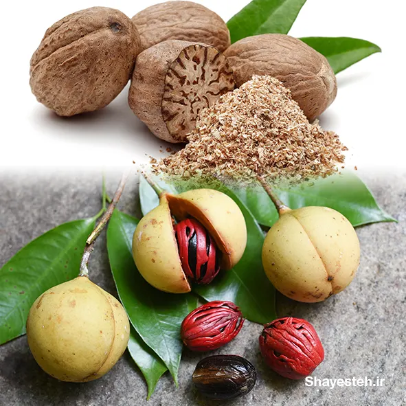 NUTMEG A VALUABLE SPICE