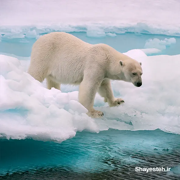 Why we need to protect polar bears