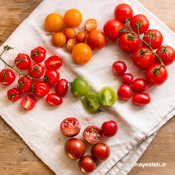 A second attempt at domesticating the tomato