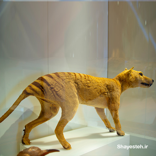 The thylacine